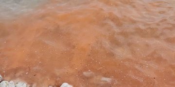 Marea rossa – fioritura algale